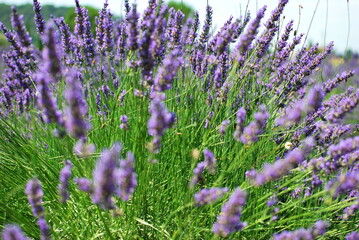 Lavender - 365596069