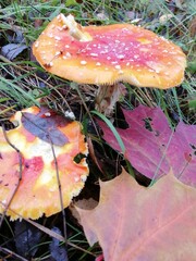 small poisonous round orange speckled fly agaric with red leaves in the forest on the background of moss and trees. Natural Wallpaper