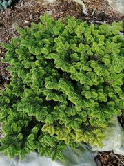 downy twigs of Abies balsamea Nana. Top view