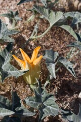 Firey blooms open from Coyote Melon, Cucurbita Palmata, Cucurbitaceae, native Herbaceous Perennial plant in the periphery of Twentynine Palms, Southern Mojave Desert, Springtime.