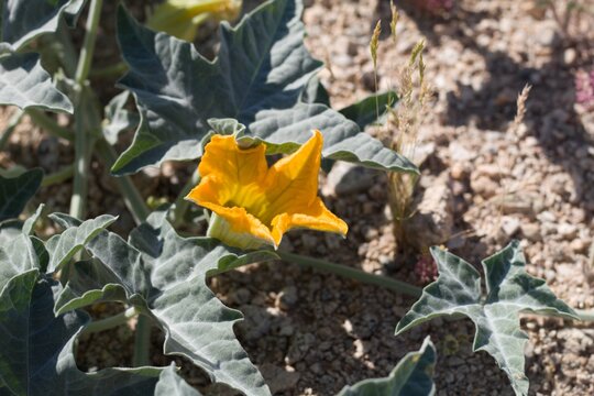 Firey blooms open from Coyote Melon, Cucurbita Palmata, Cucurbitaceae, native Herbaceous Perennial plant in the periphery of Twentynine Palms, Southern Mojave Desert, Springtime.
