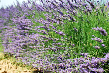 Lavender - 365596623