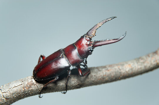 Mashi Insect รูปภาพMushi – เลือกดูภาพถ่ายสต็อก เวกเตอร์ และวิดีโอ365 | Adobe Stock