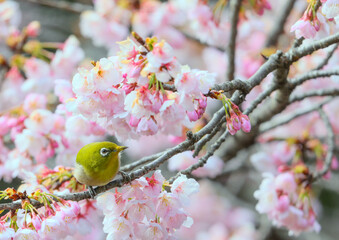 ピンクの花と可愛いメジロ