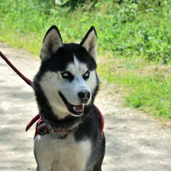 Chien race husky sibérien .