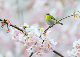 ピンクの花と可愛いメジロ