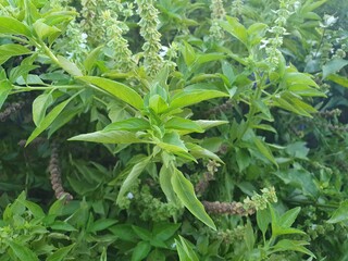 Du basilic sauvage