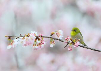 ピンクの花と可愛いメジロ