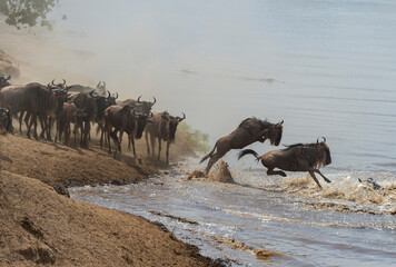 Fototapeta na wymiar Wildebeest crossing the Mara River seen at Masai Mara, Kenya, Africa