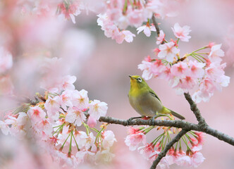 ピンクの花と可愛いメジロ