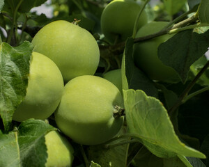 green apples on a branch of foliage. summer, harvesting the fruit. The concept of growing organic, farm, homemade products