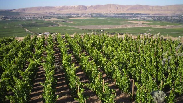 Aerial Shot Of Vineyards At Golden Hour With Mountains And Desert Backdrop