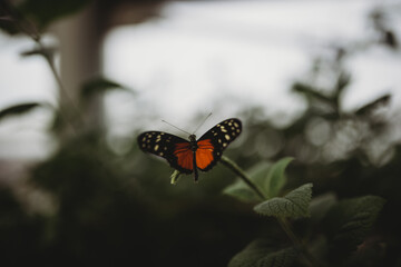 butterfly with bokeh
