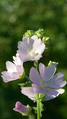 
Wildflowers on a green background