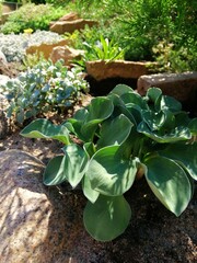 beautiful little Hosta blue mouse Ears close up on garden Alpine slide on background of garden stones and other sedums and dwarf Alpine plants. 