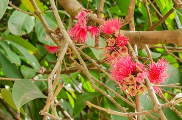 Otaheite Blossoms
