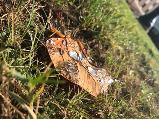 Water Droplets on Brown Leaf