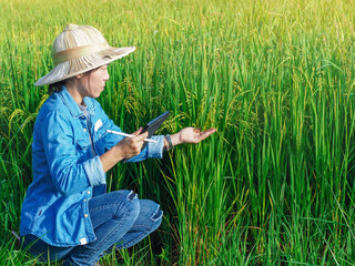 Asian farmer girl hand using digital mobile tablet for checking research and studying of recording in the rice field quality with sunlight. Information smart farmer concept technology. 