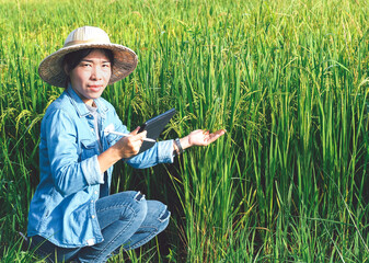 Asian farmer girl hand using digital mobile tablet for checking research and studying of recording in the rice field quality with sunlight. Information smart farmer concept technology. 