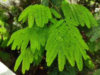 green fern leaves