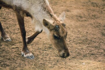reindeer without antlers on the farm eating grass