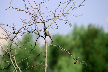 Bird