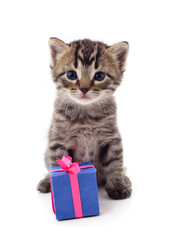 Gray kitten with a gift.
