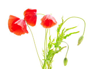 Naklejka premium Three red poppies.