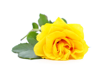 Beautiful yellow roses.