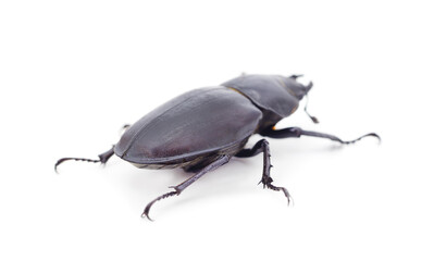 Brown deer beetle.