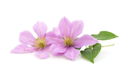 Purple clematis with green leaves.