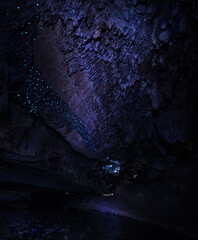 glowworm cave in new zealand