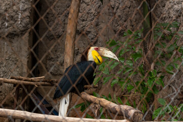 male Plain-pouched Hornbill is perching on a branch