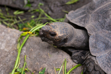 Black Giant Tortoise at Chiang Mai zoo, Chiang Mai, Thailand