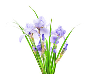 Blue irises in the grass.