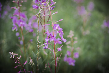 Close up on purple flowers