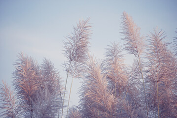 Illuminated bunch of tall grass flower in last golden evening light before sunset. A blurred and...