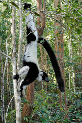 Black and white ruffed lemur, Lemurs Island, Andasibe, Madagascar