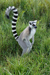 Obraz premium Ring-tailed lemur, Lemurs Island, Andasibe, Madagascar