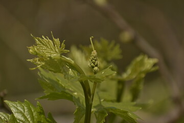 A beautiful closeup photograph of flowers.