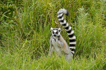Ring-tailed lemur, Lemurs Island, Andasibe, Madagascar