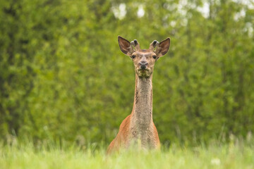 Red Deer (Cervus elaphus) stag. Wildlife in the Carpathians. Bieszczady Mts. Poland.