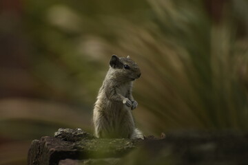 A beautiful photograph of a Squirrel in a garden.