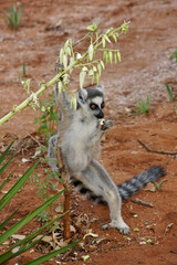 Ring-tailed lemur eating agave blossoms, Berenty Reserve, Madagascar