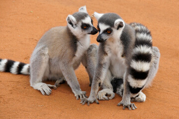 Ring-tailed lemurs, Berenty Reserve, Madagascar