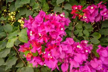 pink flowers in the garden