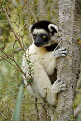 Verreaux's sifaka in spiny forest, Berenty Reserve, Madagascar