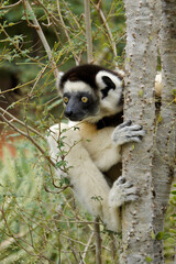 Verreaux's sifaka in spiny forest, Berenty Reserve, Madagascar