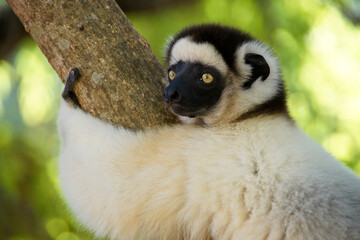 Verreaux's sifaka, Berenty Reserve, Madagascar