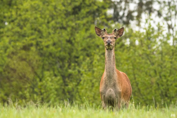Red Deer (Cervus elaphus) stag. Wildlife in the Carpathians. Bieszczady Mts. Poland.